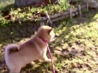 Initiation à la laisse