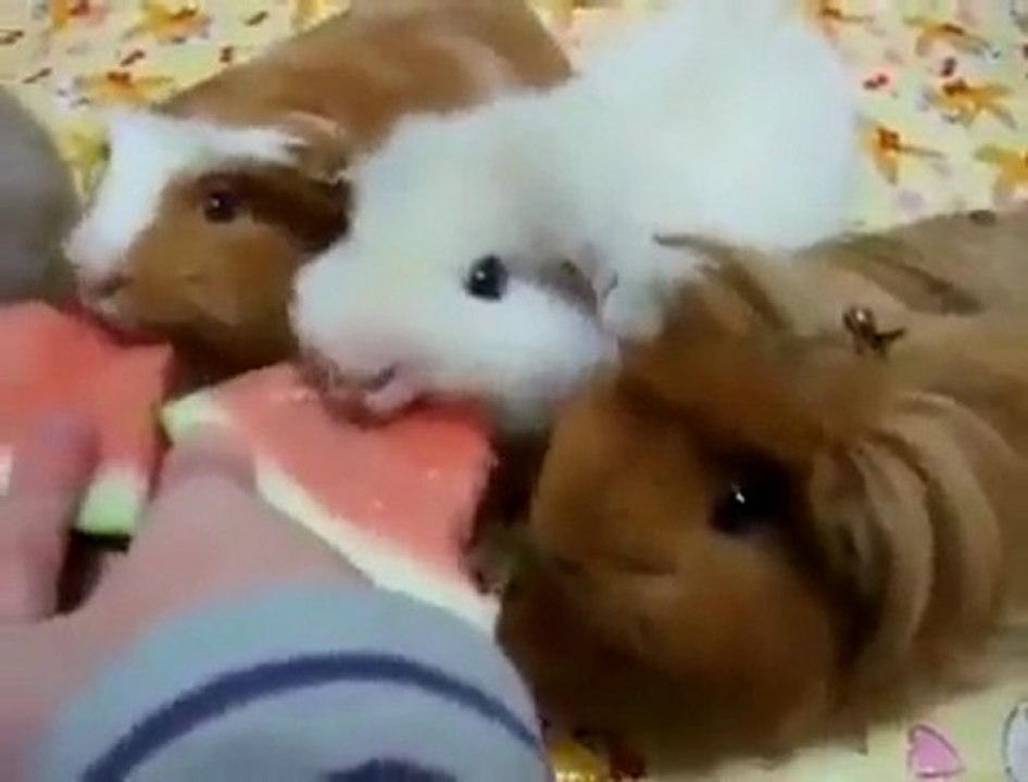 Dessert Mice (Tatlı Fareler)