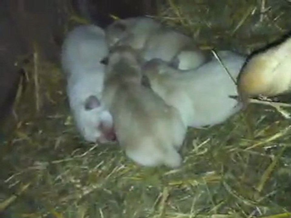 bébé fidji 31/12/11