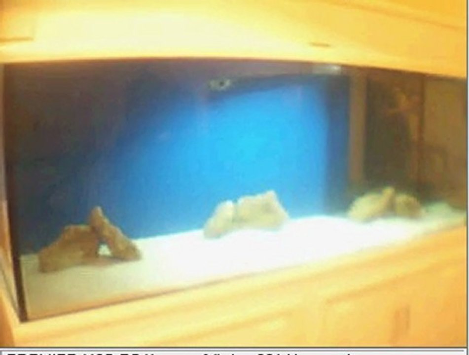 150x60x60  ilangi yellow(beyaz saray)