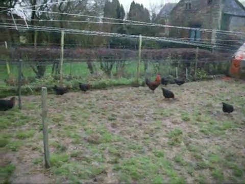 Elevage de poules marans philippe Denis Ciney Belgium la poule au oeufs d'or