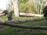Gorillas at the Zoo in HD