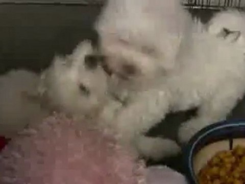 Maltese Puppies - 8 weeks old in HD