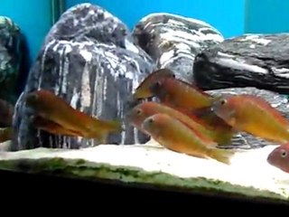 deepsea sarı gelinleri :))