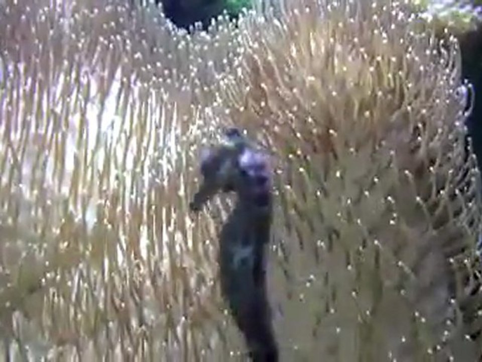 La réalité irrationnelle de l'essentialisme des hippocampes