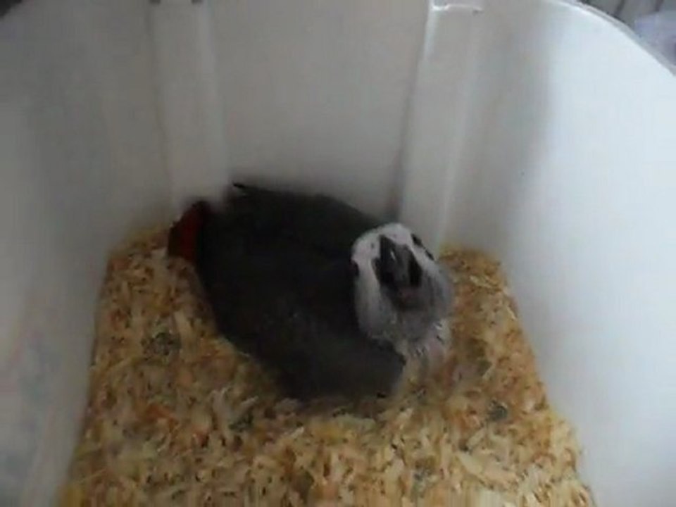 mon bébé gris du gabon