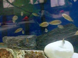 TROPHEUS RED RAİNBOW KASANGA YAVRU  Kayseri Ömer Yeşilırmak
