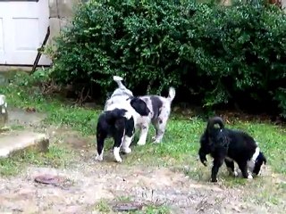 chiots border collie 2 mois