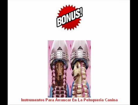 Adiestramiento peluquería confección ropa y más Todo sobre perros caninos