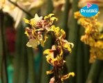 Comment prendre soin de ses plantes - Les orchidées