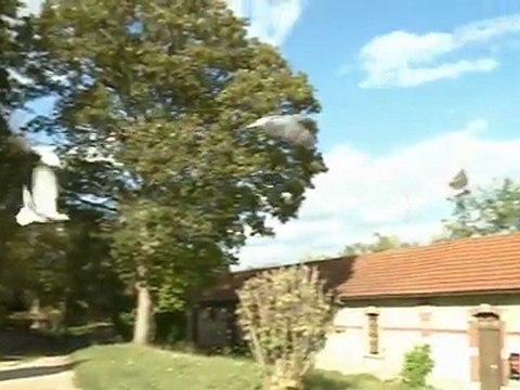 Les oiseaux, compagnons tactiques des militaires