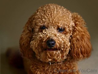 Les chiens méchant