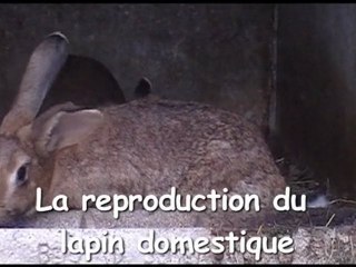 La reproduction du lapin domestique