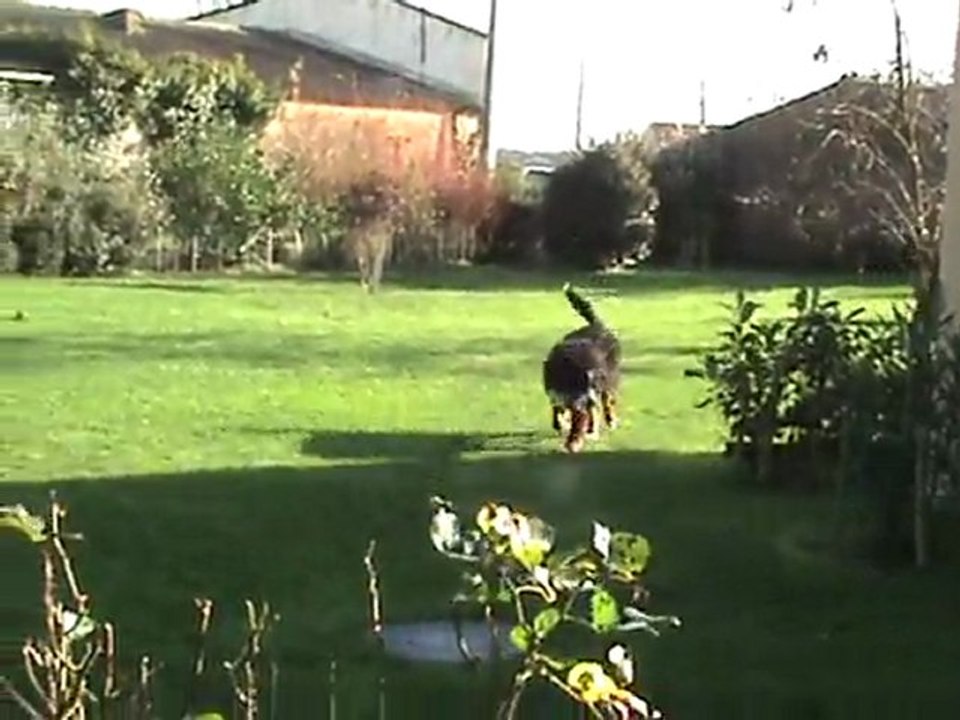 DIEGO ET DANA EN PLEINE ACTION - 1
