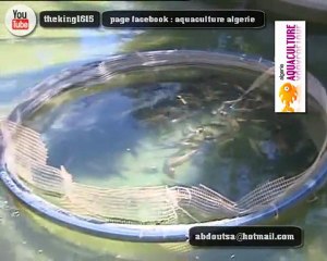 Alger ✿│ Le secteur de la Pêche et de l'Aquaculture en Algérie -- partie 3