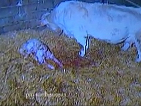 Veaux et vaches à la télé