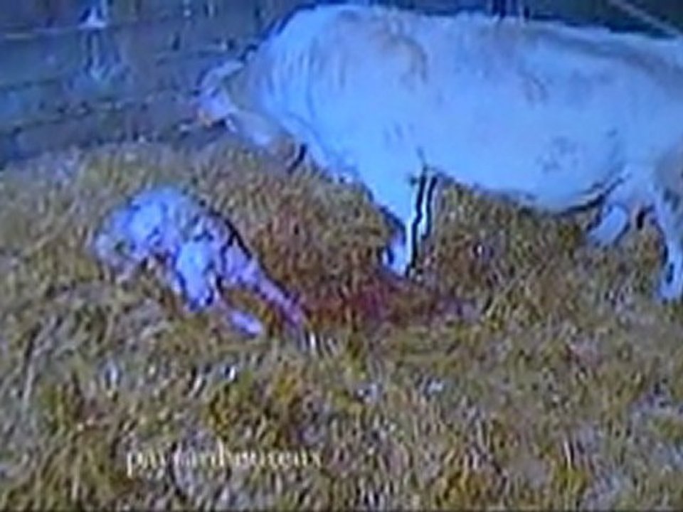 Veaux et vaches à la télé