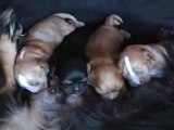 Cavalier King Charles Spaniel Puppies - 1 Week Old