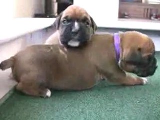Boxer Puppies Begin to See in HD