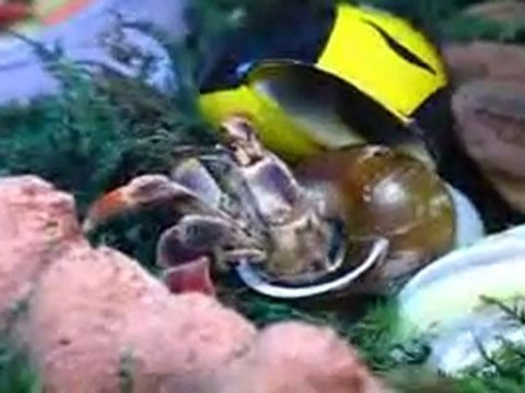 Hermit Crab changing shells