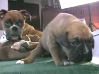 Boxer Puppies Poop
