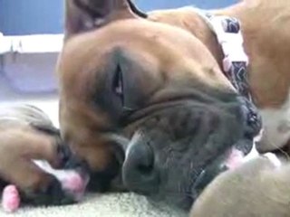 Boxer s Two-Day-Old Puppies in HD