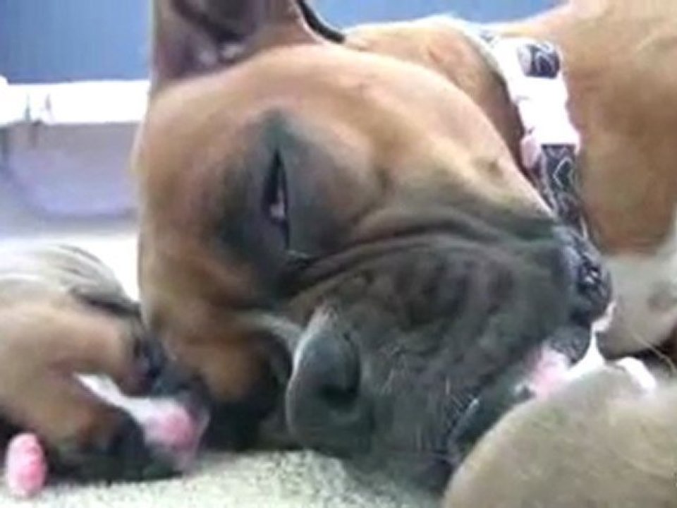 Boxer s Two-Day-Old Puppies in HD