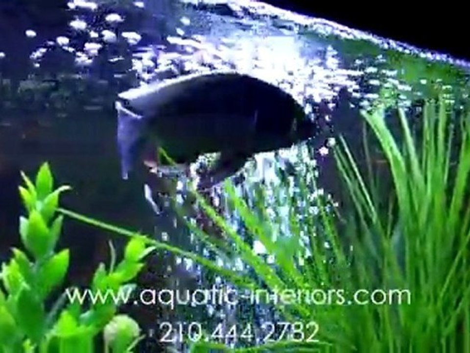 Get Tropical Aquariums In San Antonio Installed By The Pros At Aquatic Interiors