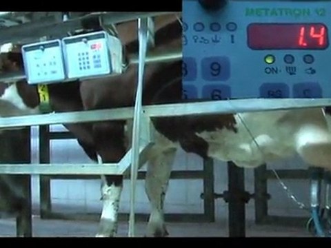 La traite des vaches laitières