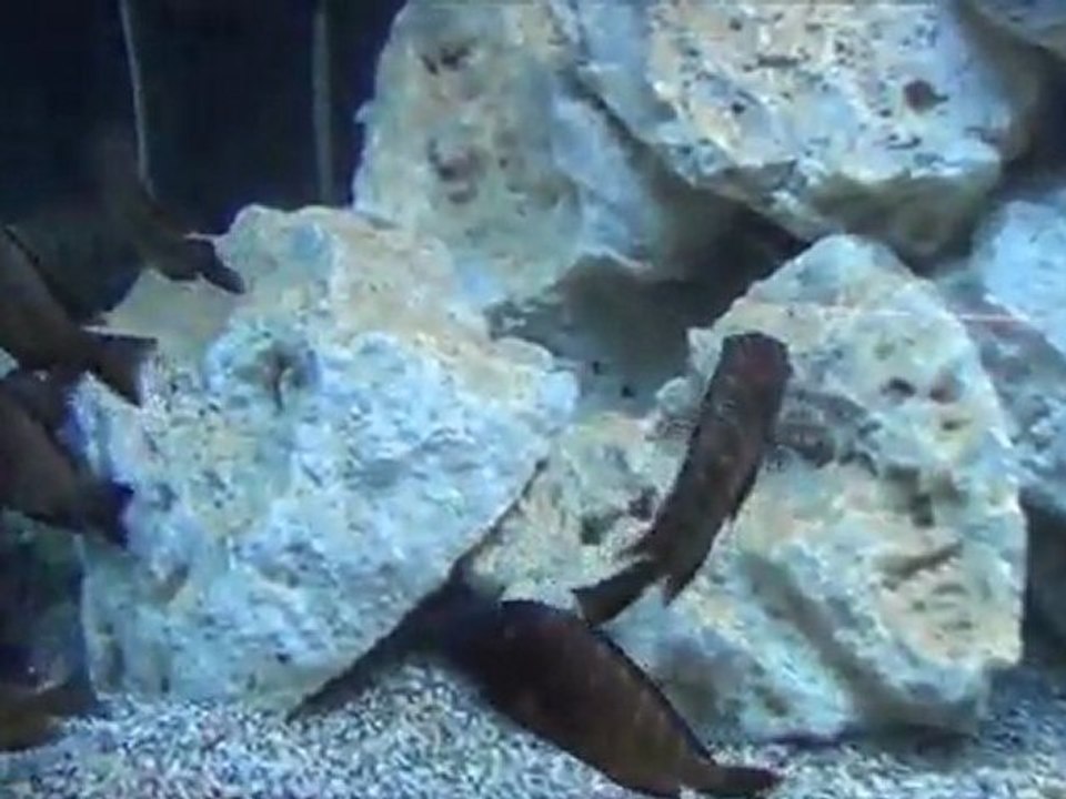 2012-01-02 - Tropheus moorii (Ilangi) Sauvages