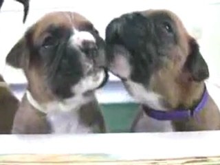 Boxer Puppies Howl in HD