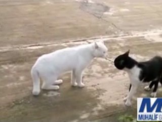 Kediden ilginç dövüş stili