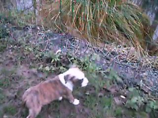 VIDEO DU 10.01.2012 DU MALE ET DE SA P'TITE SOEUR ...