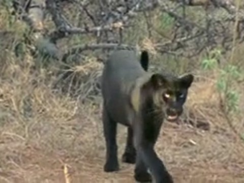 ❦BBC Motion Gallery❦Africa HD❦