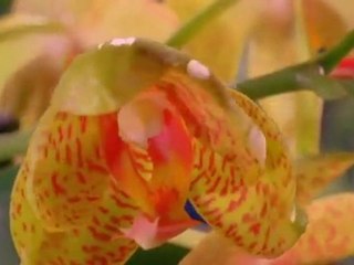 Dianetics—The Goal of Man