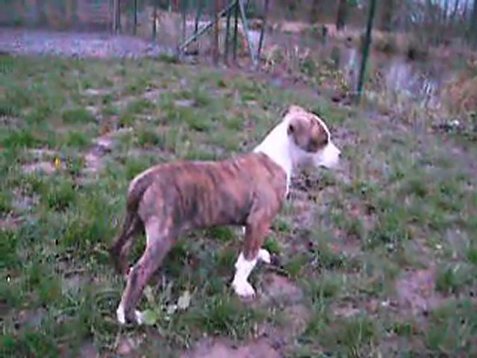 NEW VIDEO DU 10.01.2012 DE 3 FIFLLES ...
