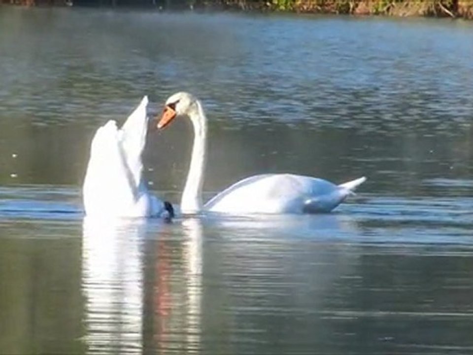 Le roi du miroir d'eau