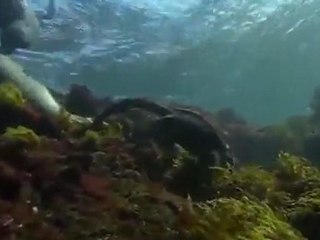 Galapados Adaları - Olağan Dışı Sualtı Bölüm-2 (2/4)