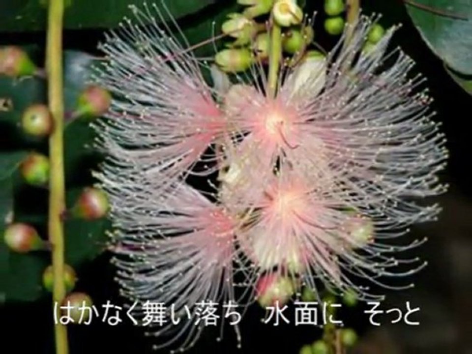 サガリバナ　夏川りみ Sagaribana by Rimi Natsukawa