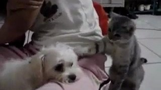 Cats want to fight with the dogs