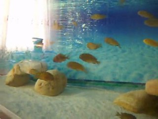 ilangi ve kantalambalarım