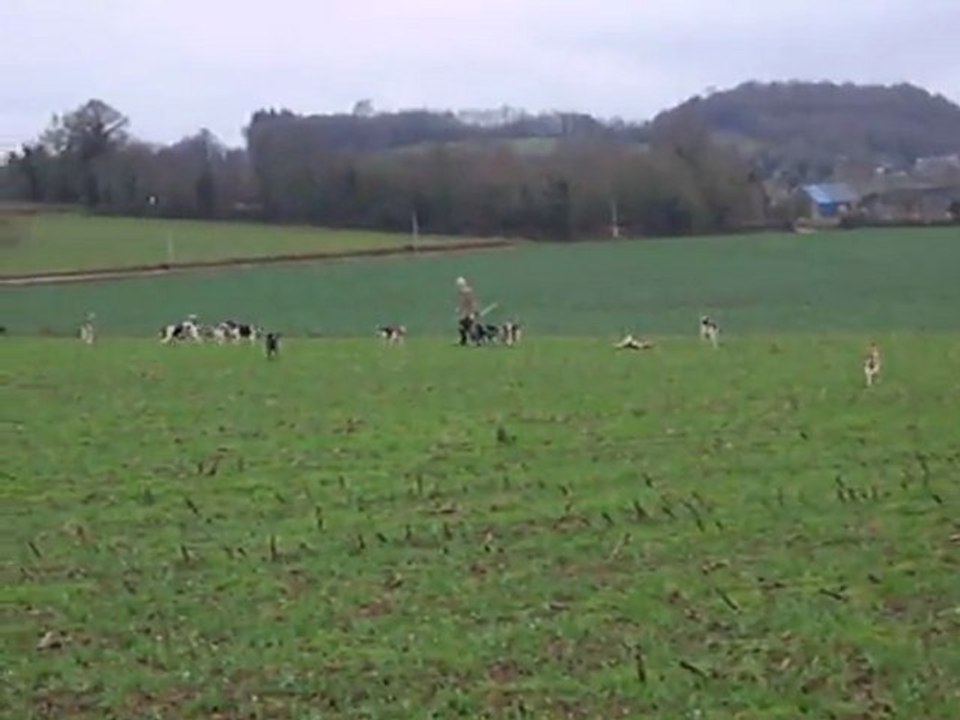 Vénerie du lièvre : le premier défaut