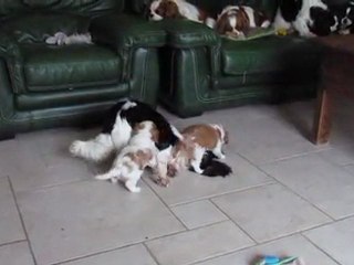 Chiots Fisichella x Fly 6 semaines