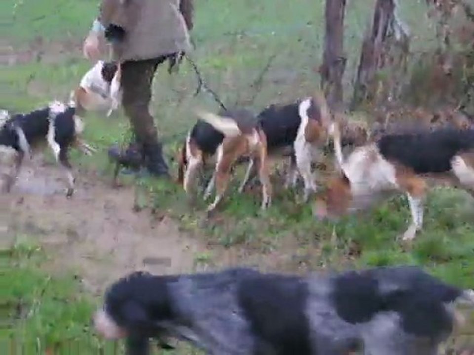 Vénerie du lièvre : le passage des barbelés