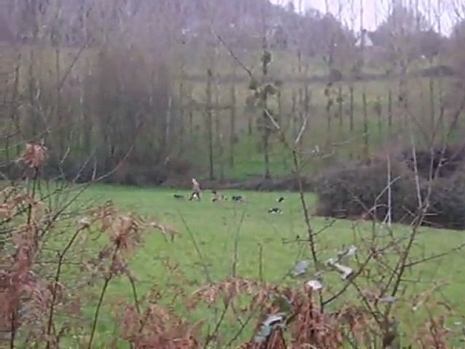 Vénerie du lièvre : le deuxième défaut