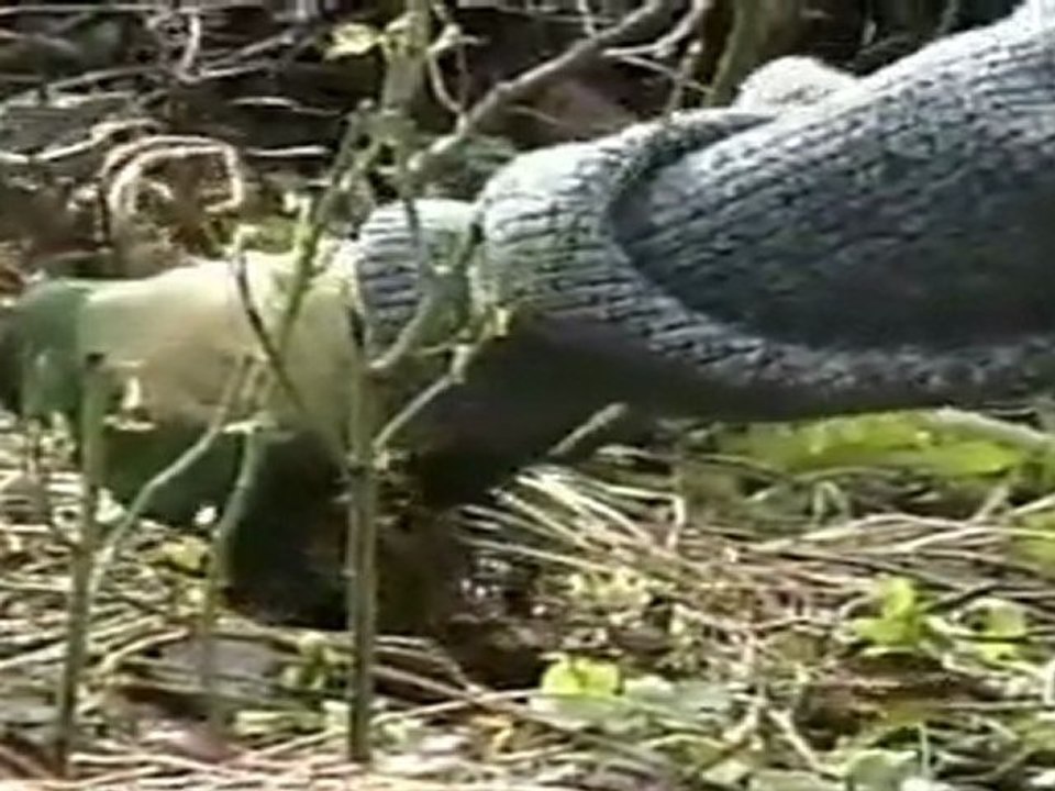 Portrait Mezzo (Partie 2)