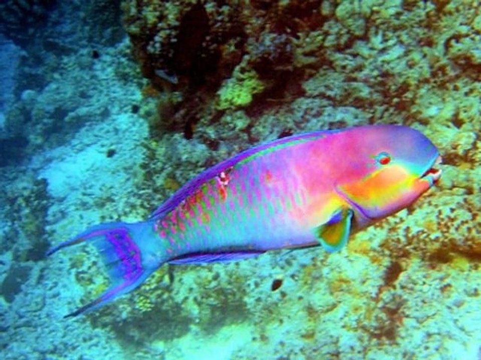 Le Monde sous Marin !