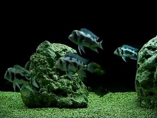 Cyphotilapia Frontosa BLACK WİDOW
