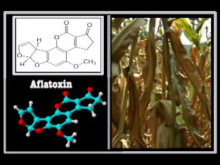 Cancer-causing Peanuts Found in Guangdong