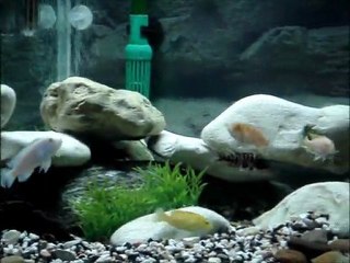 Malawi Cichlid Akvaryumu